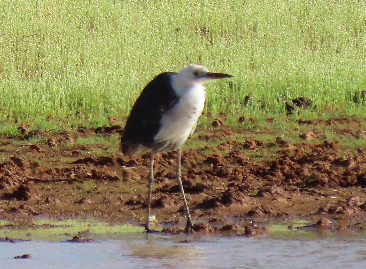 Pacific Heron - ML623626589