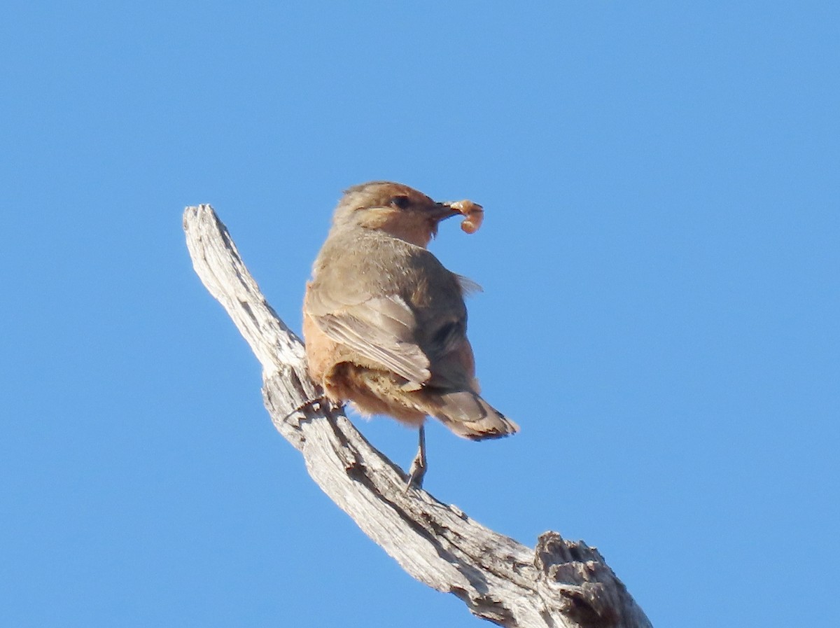 Rufous Treecreeper - ML623626594