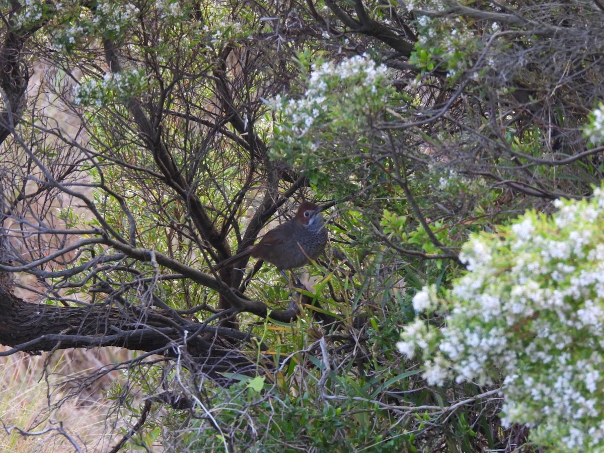 Rufous Bristlebird - ML623626599