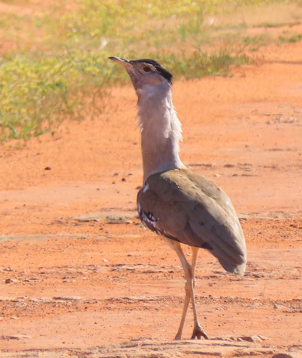 Australian Bustard - ML623626606