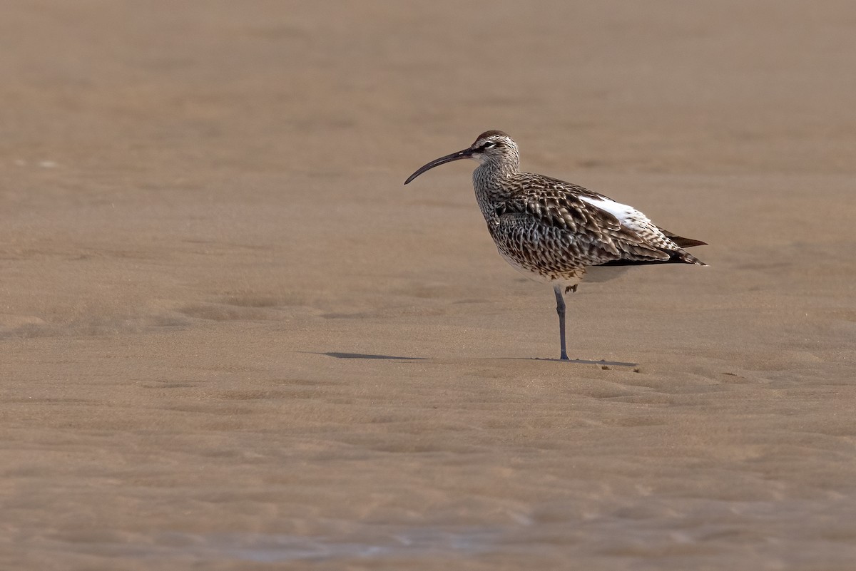 Regenbrachvogel - ML623626608