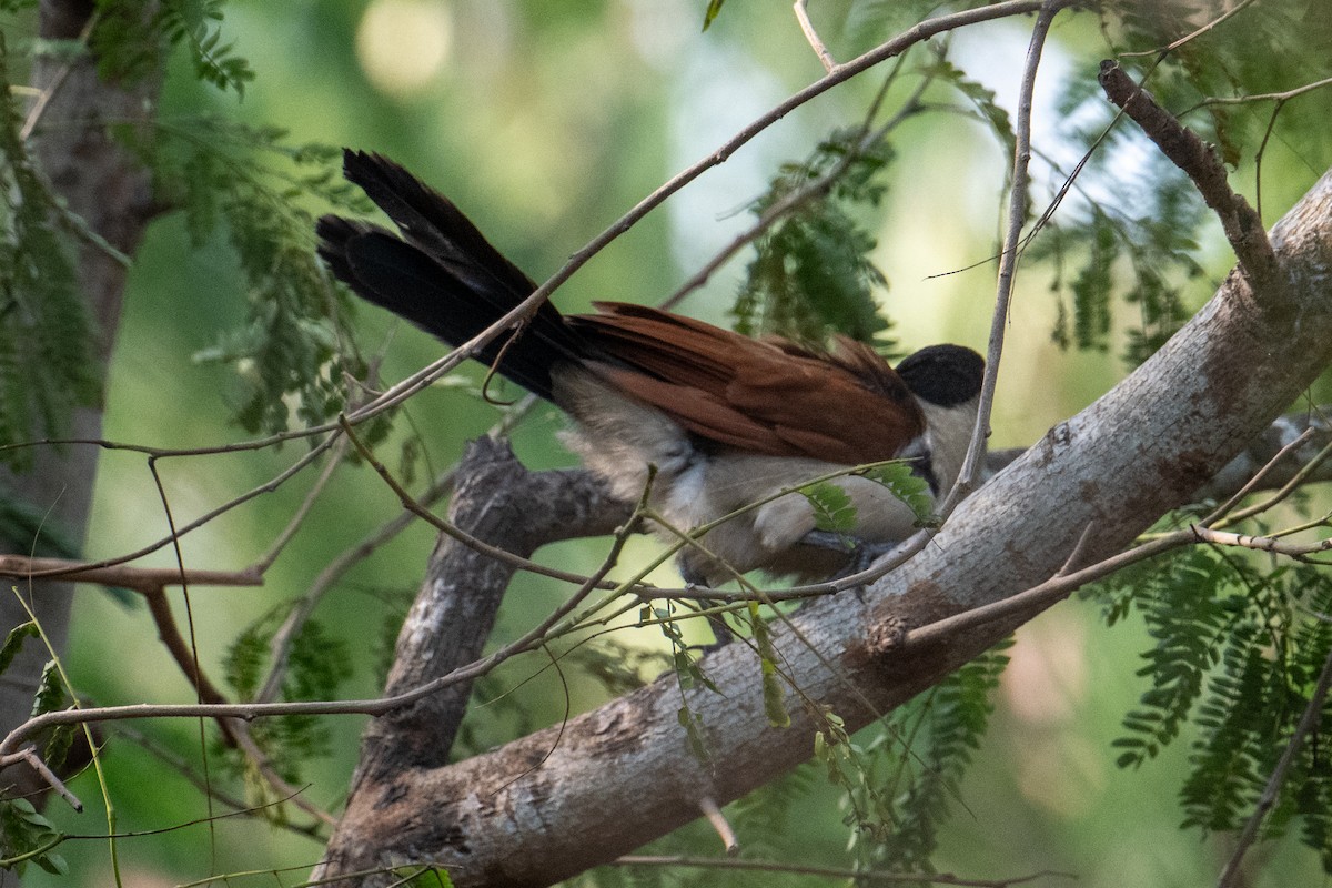 Senegal Coucal - ML623626613