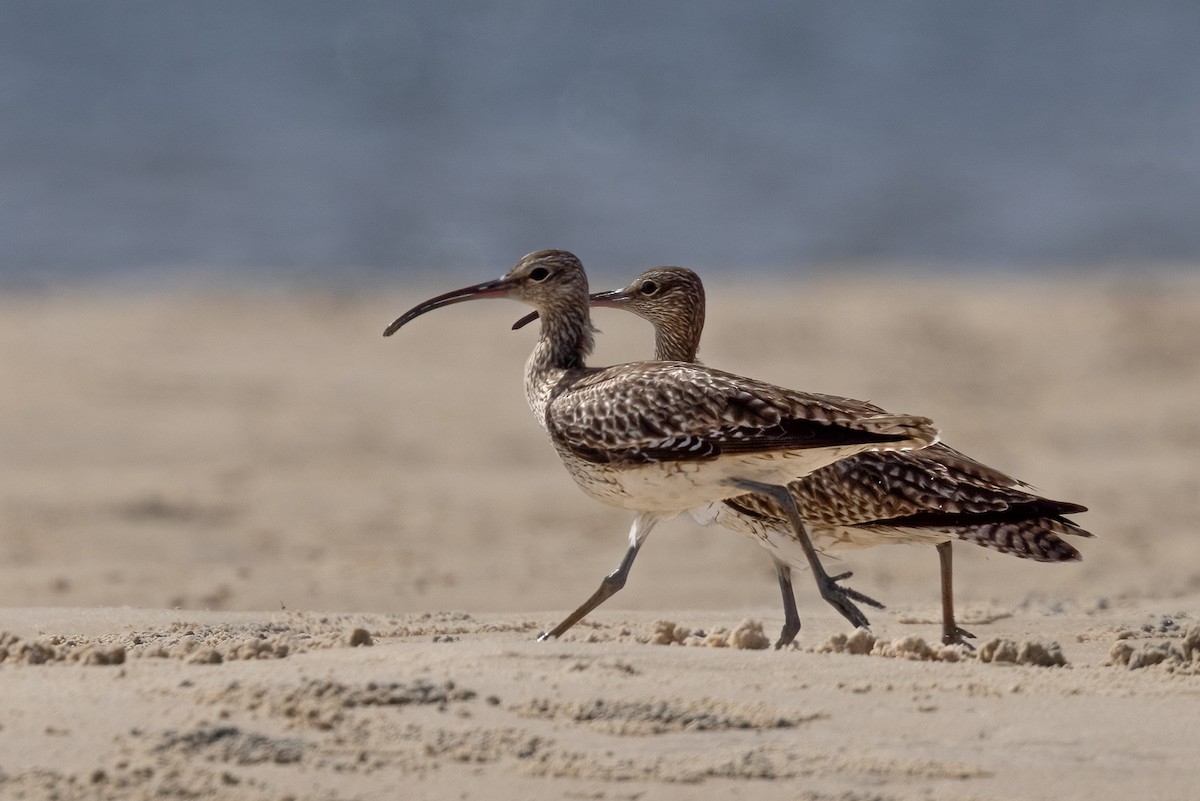 Regenbrachvogel - ML623626615