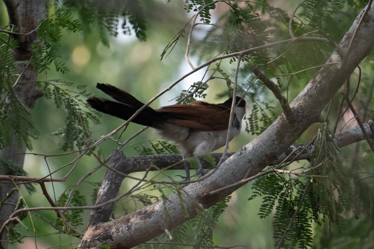 Senegal Coucal - ML623626653