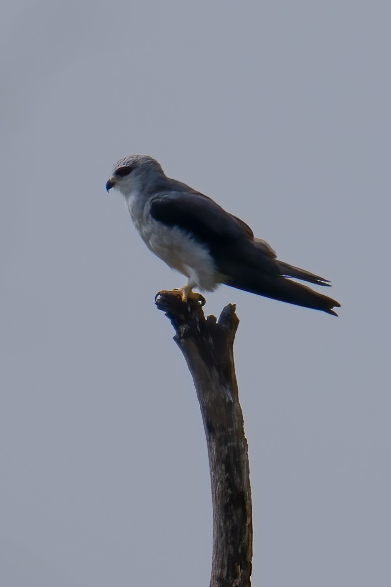 Black-winged Kite (African) - ML623626660