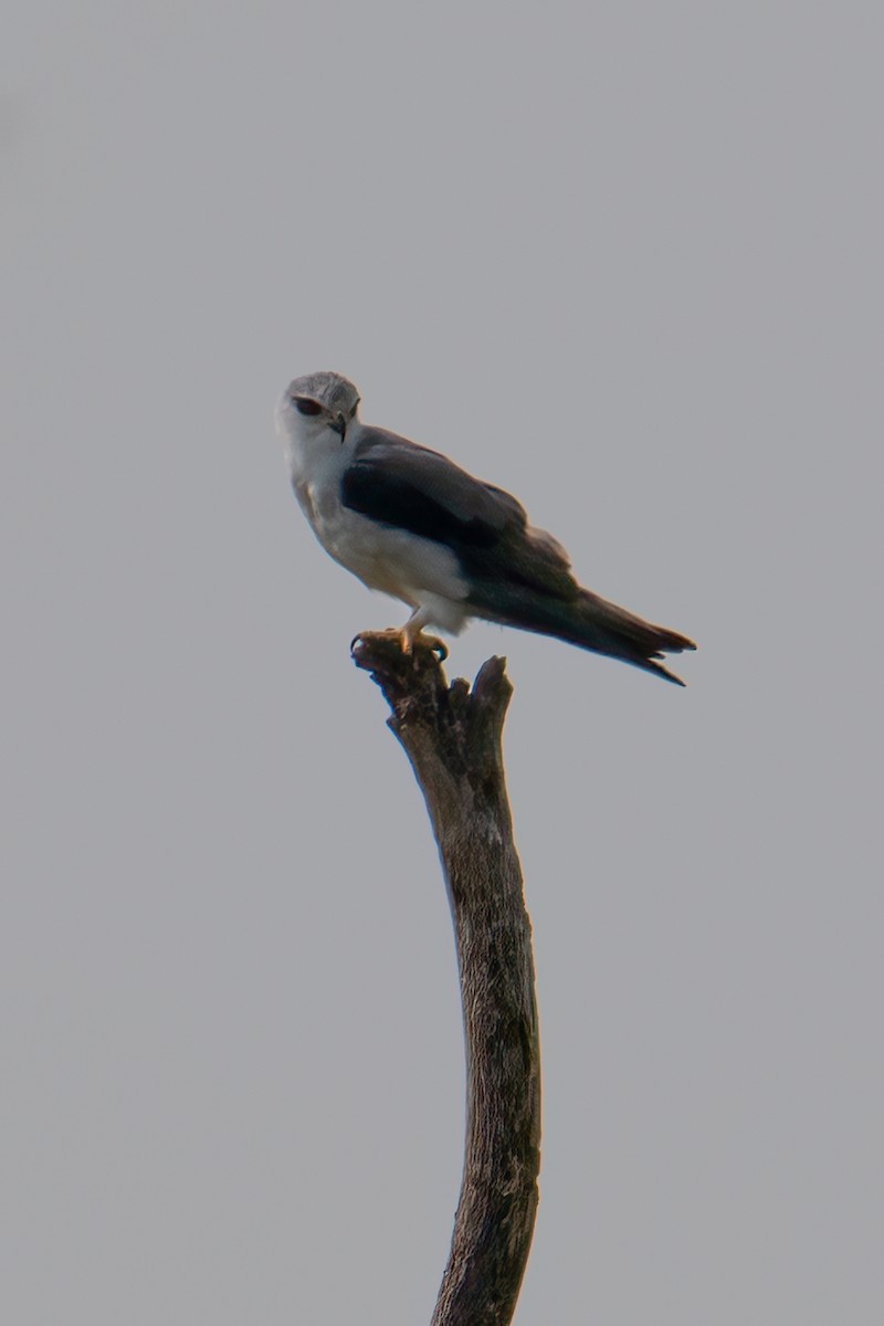 Black-winged Kite (African) - ML623626661