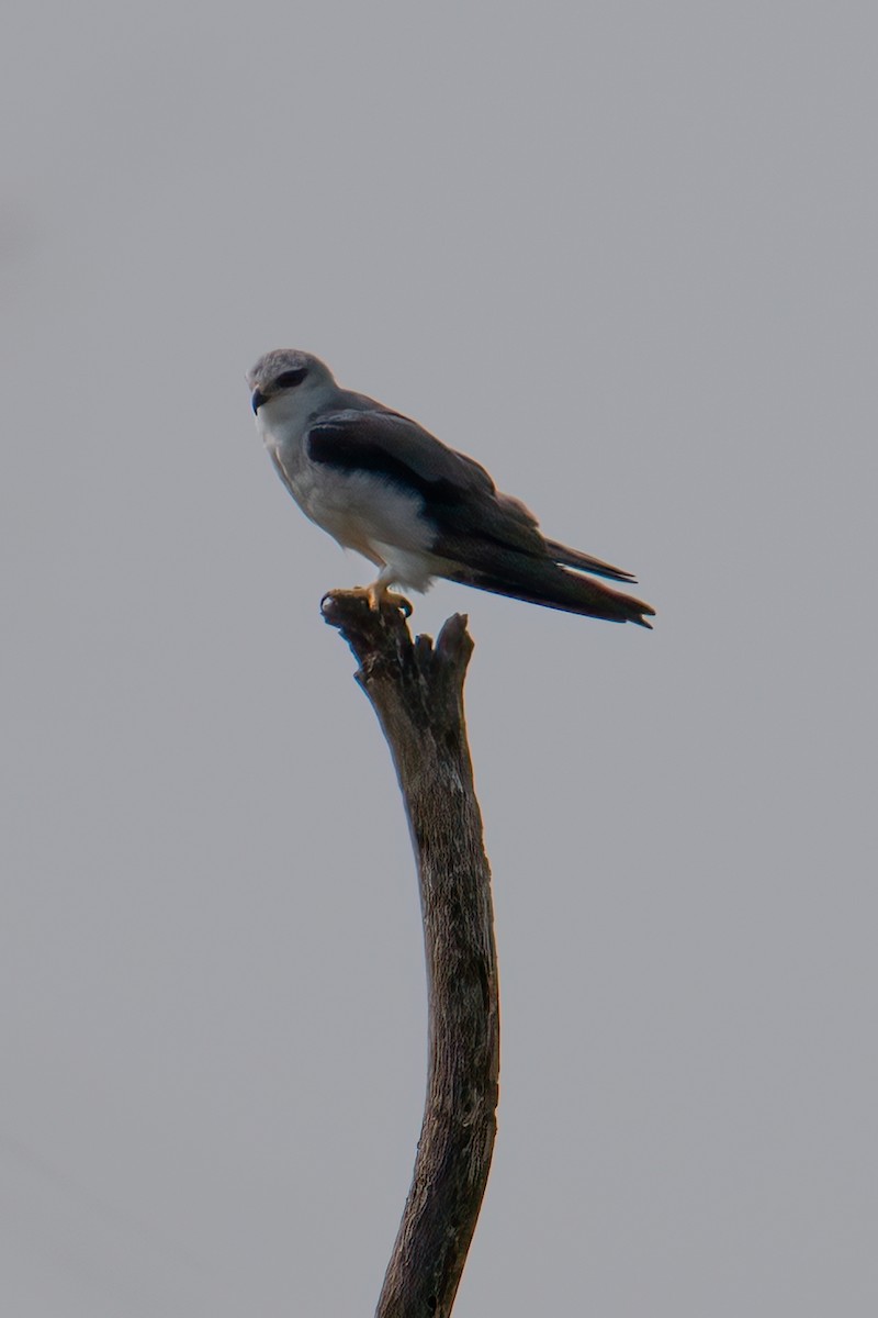 Black-winged Kite (African) - ML623626662