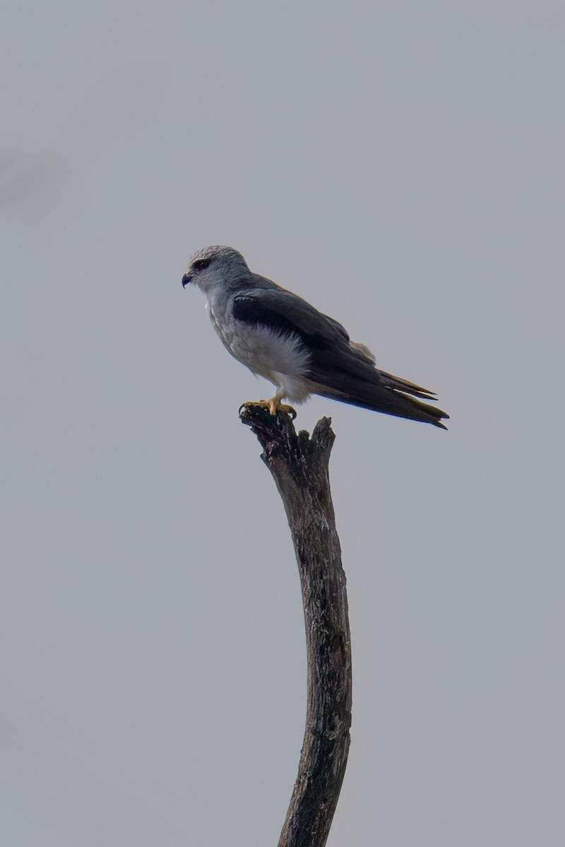 Black-winged Kite (African) - ML623626663