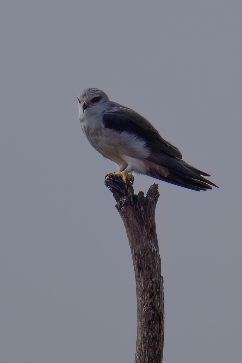 Black-winged Kite (African) - ML623626664