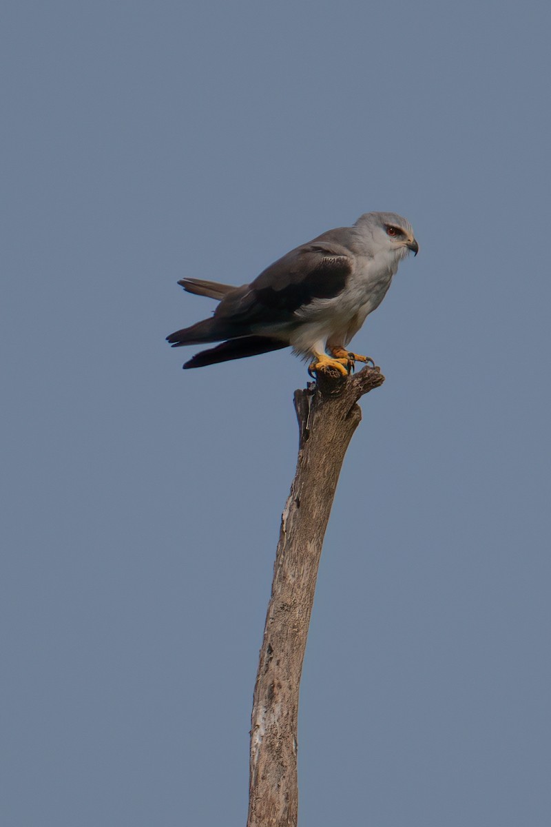 Black-winged Kite (African) - ML623626665