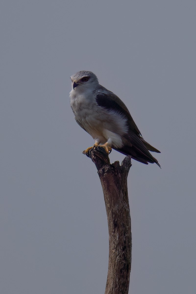 Black-winged Kite (African) - ML623626666