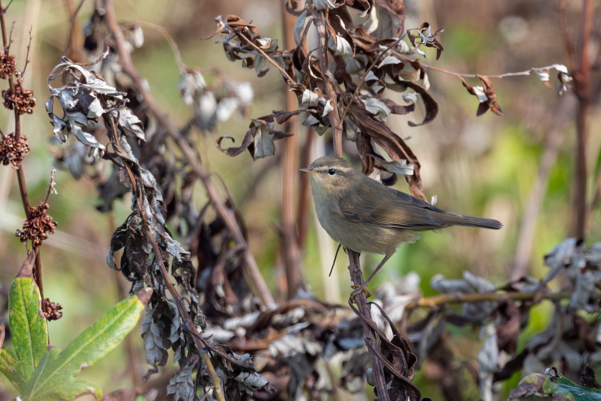 Dusky Warbler - ML623626675