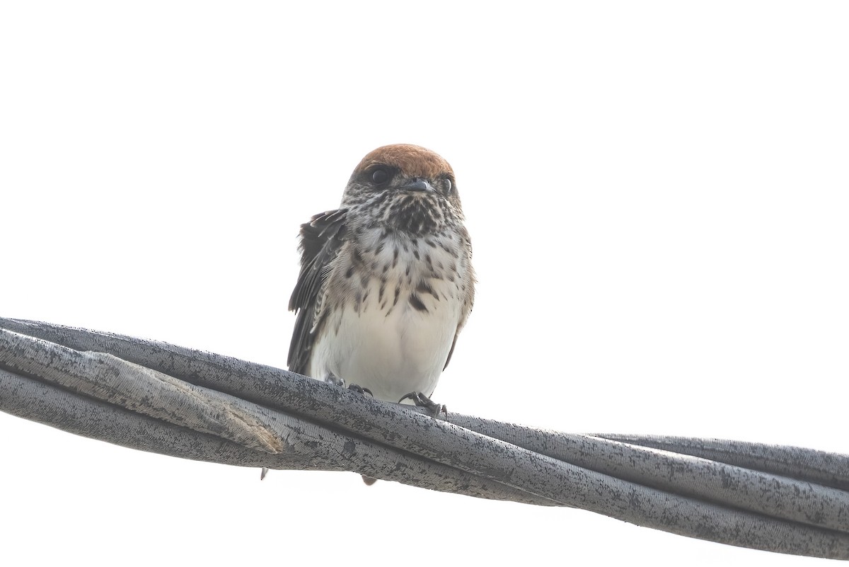 Streak-throated Swallow - ML623626689