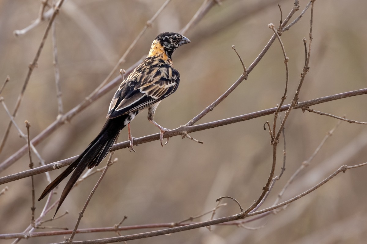 Eastern Paradise-Whydah - ML623626789