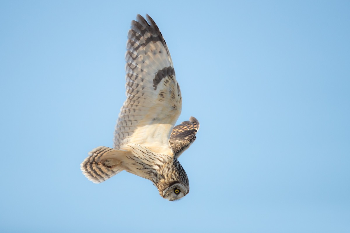 Short-eared Owl (Northern) - ML623626844