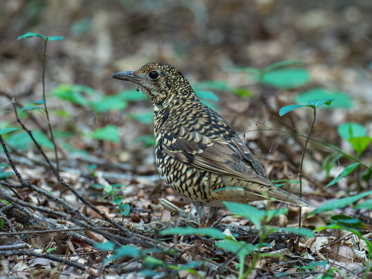 Amami Thrush - ML623626857