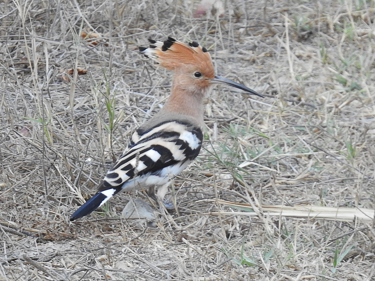dudek chocholatý - ML623626886