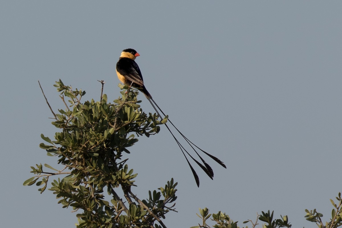 Shaft-tailed Whydah - ML623626892