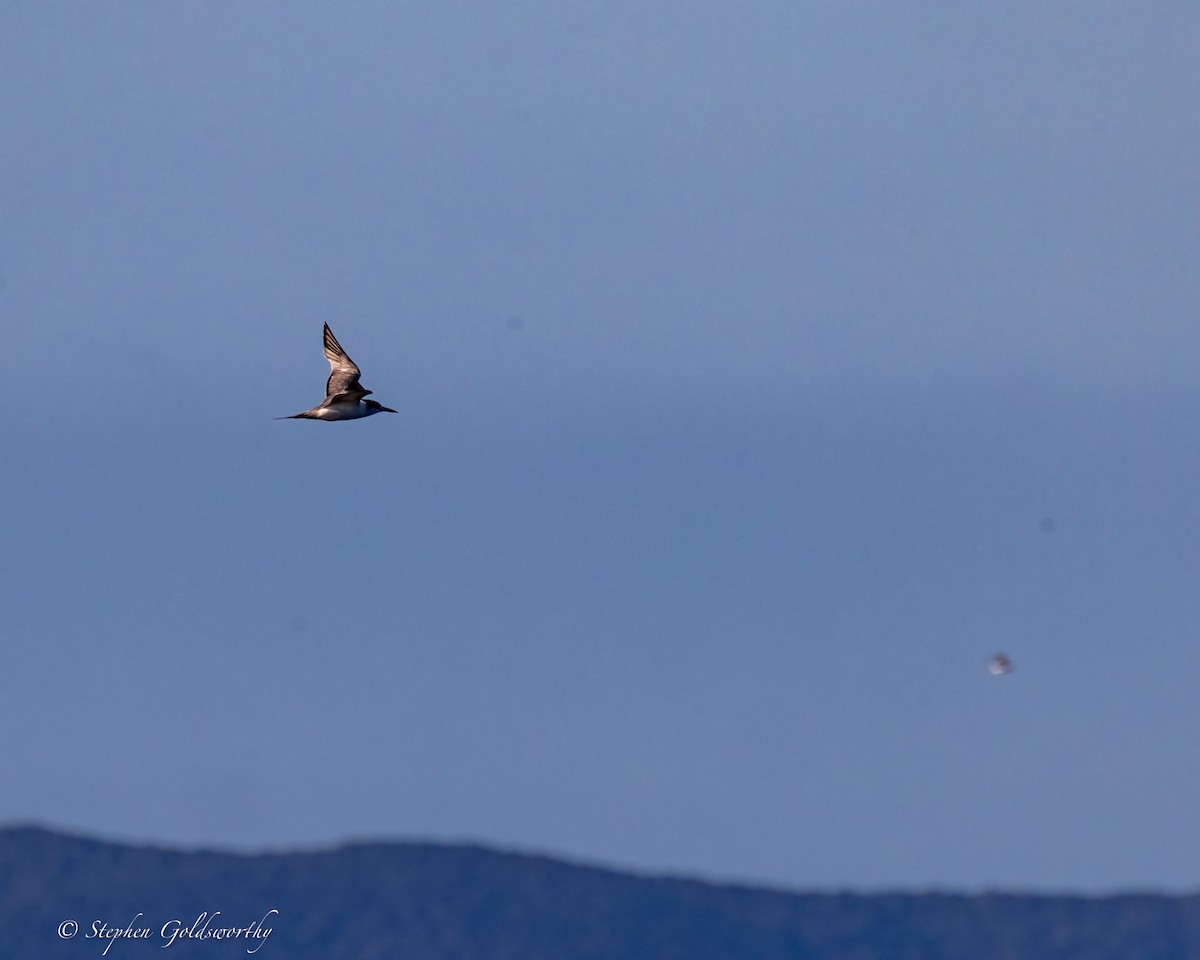 Great Crested Tern - ML623626894