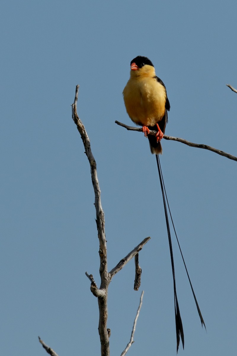 Shaft-tailed Whydah - ML623626897