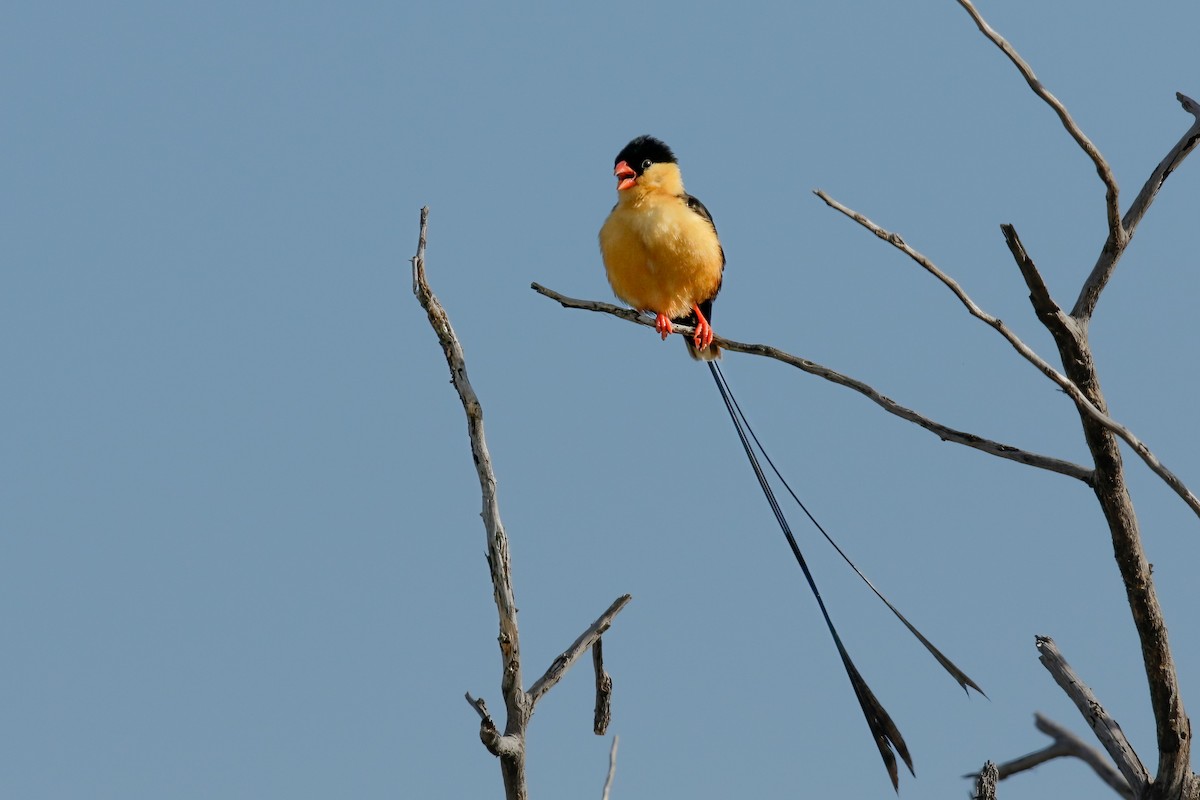 Shaft-tailed Whydah - ML623626898