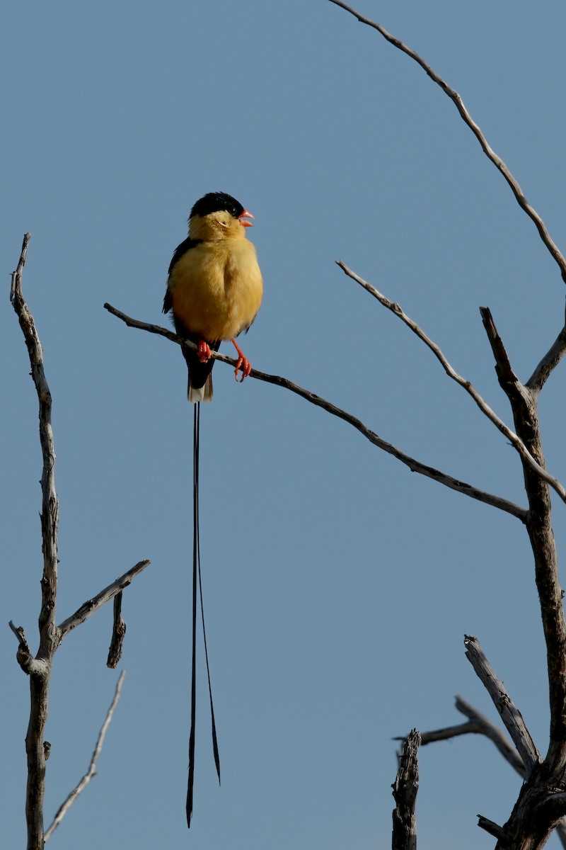 Shaft-tailed Whydah - ML623626899