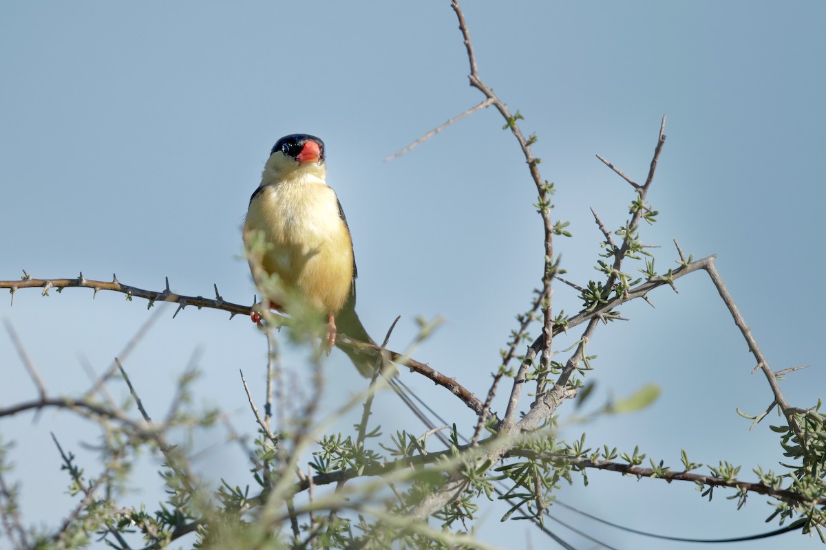 Shaft-tailed Whydah - ML623626900