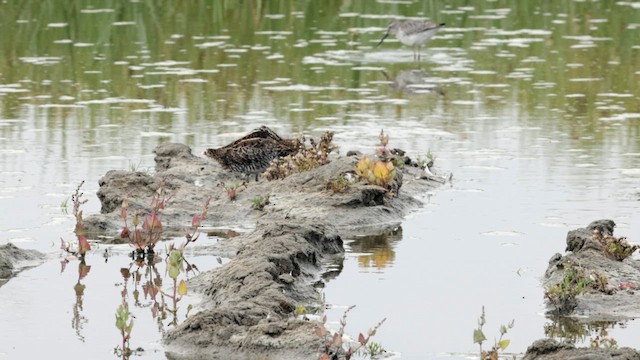 Wilson's Snipe - ML623626905