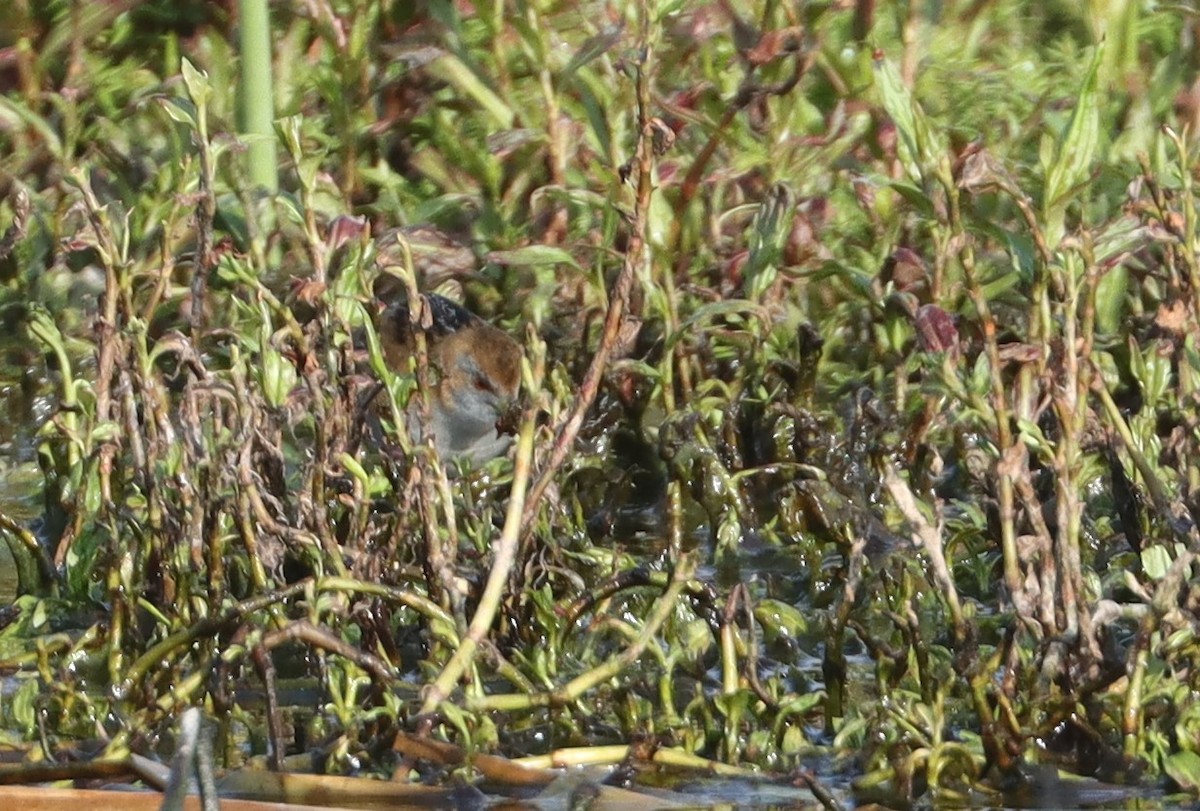 Baillon's Crake - ML623626936