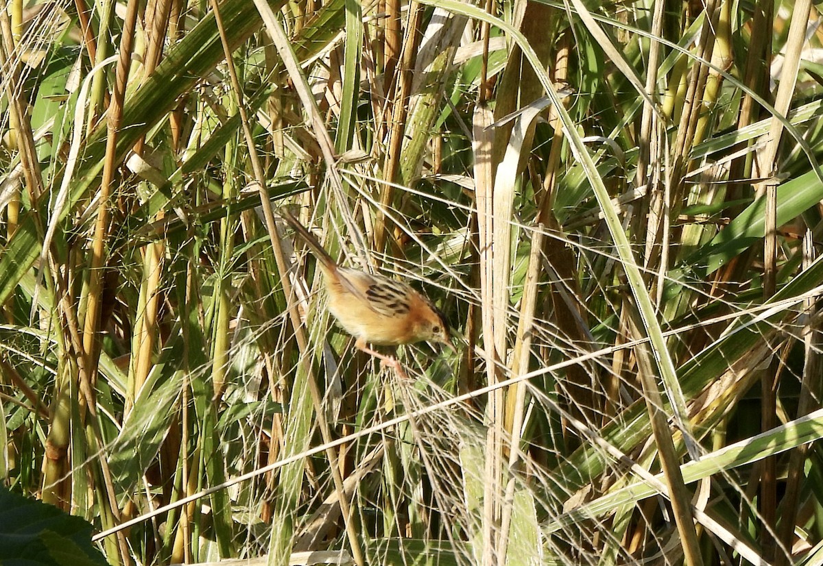 Golden-headed Cisticola - ML623626988