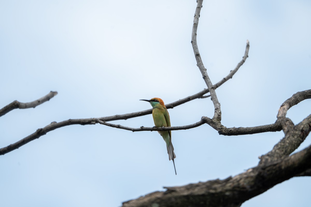 Asian Green Bee-eater - ML623626989