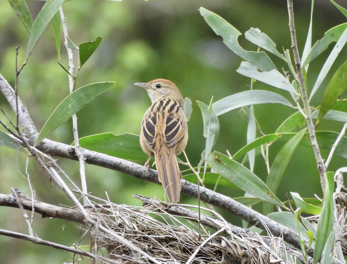 Tawny Grassbird - ML623626991