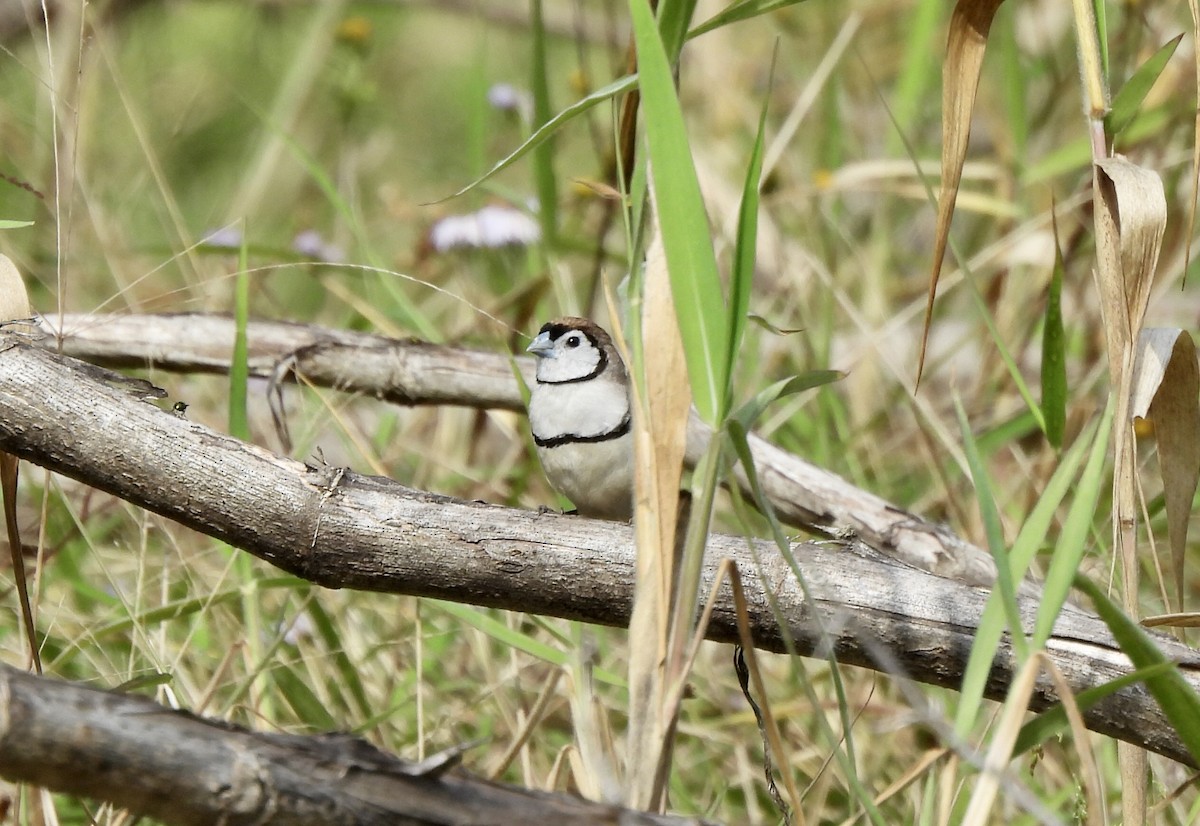 Double-barred Finch - ML623627005