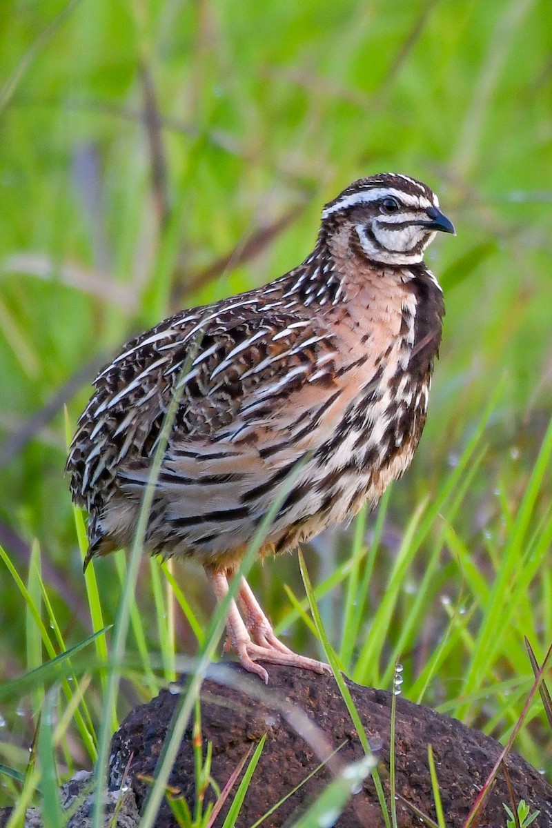 Rain Quail - ML623627015