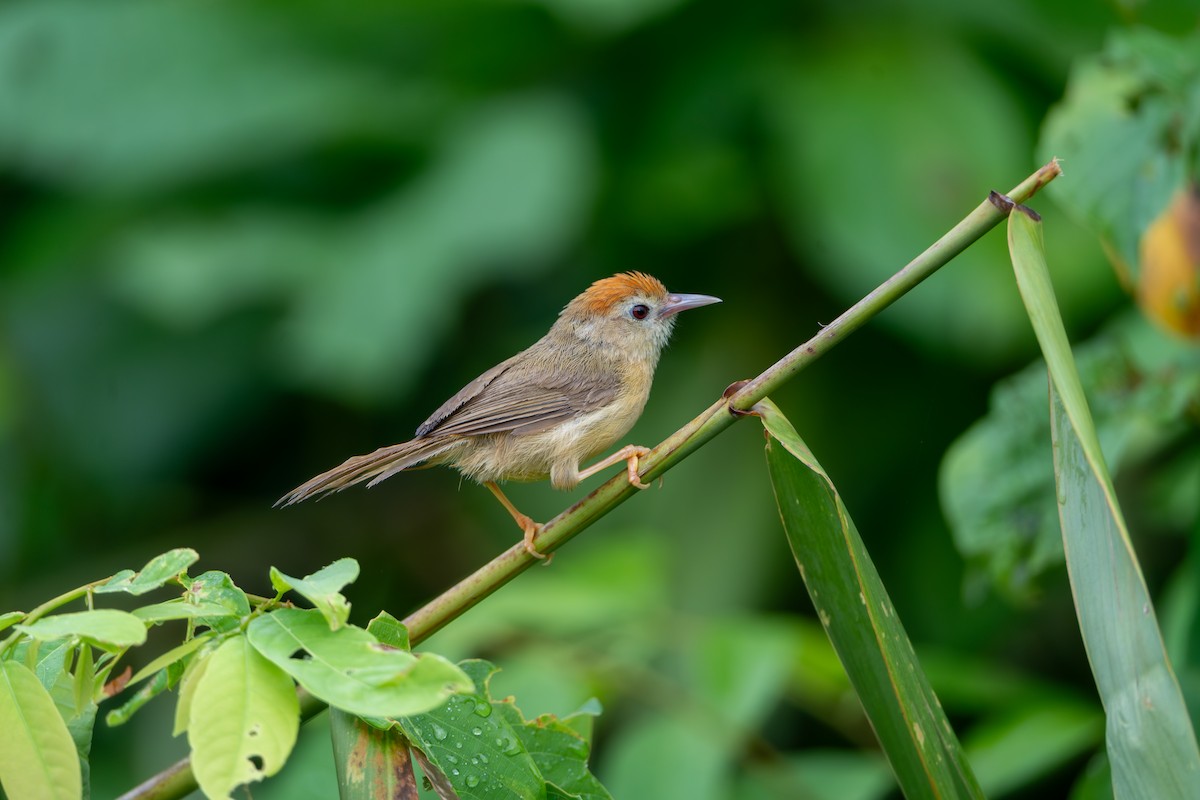 Rufous-fronted Babbler (Rufous-fronted) - ML623627020