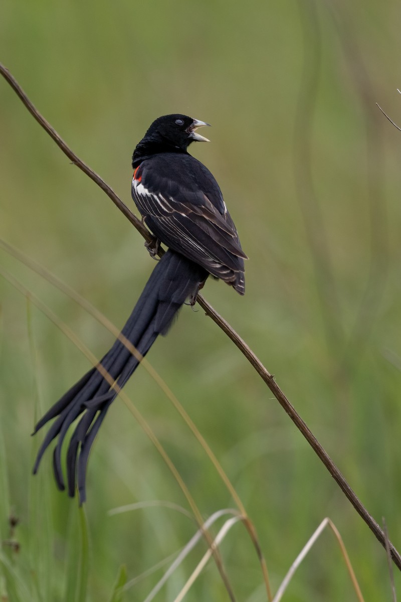 Long-tailed Widowbird - ML623627021