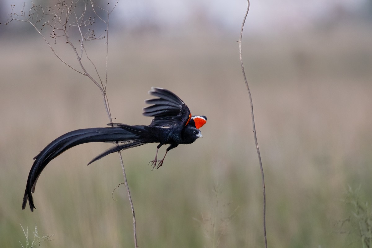 Long-tailed Widowbird - ML623627022