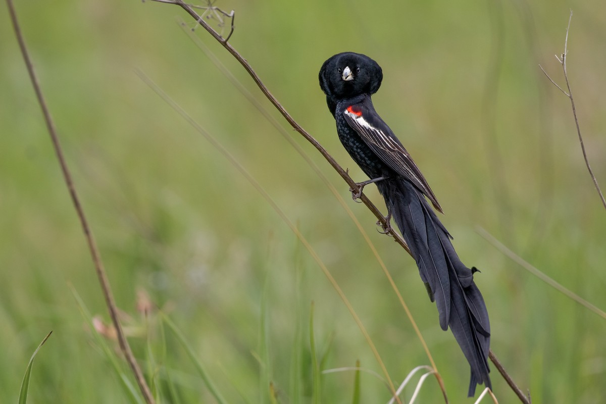 Long-tailed Widowbird - ML623627023