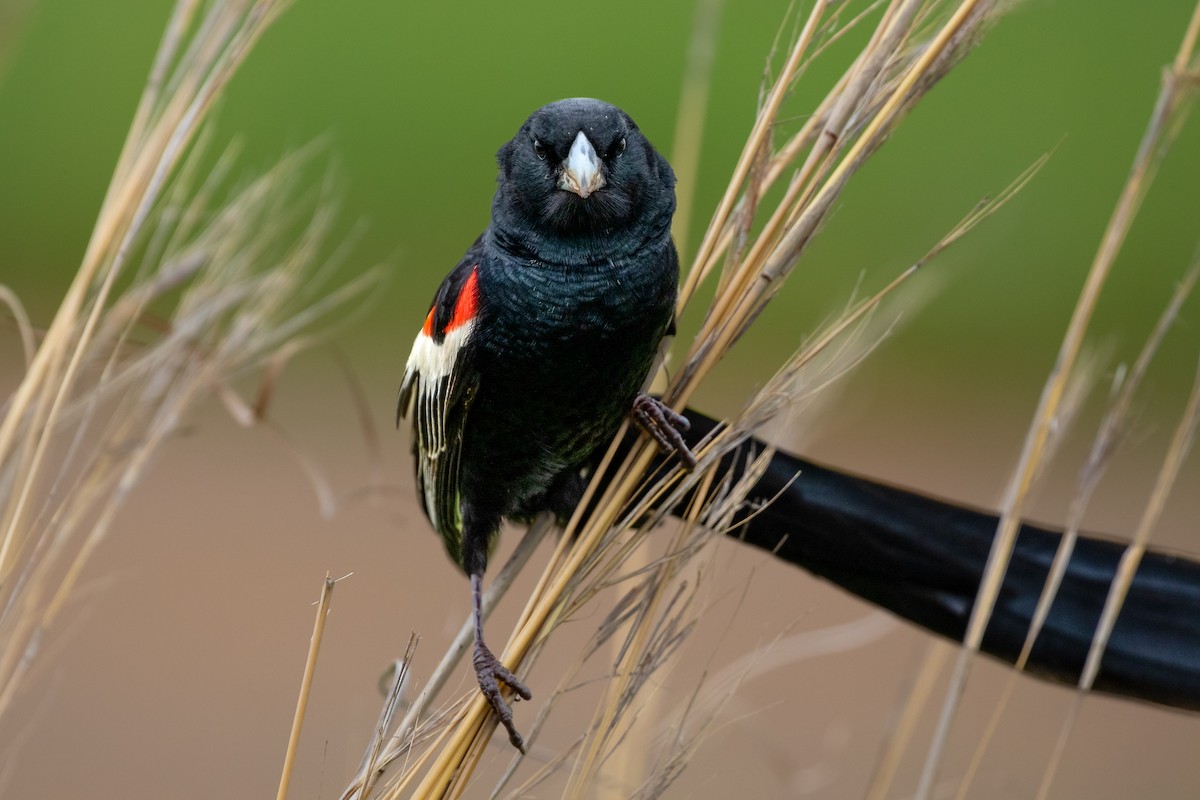 Long-tailed Widowbird - ML623627024