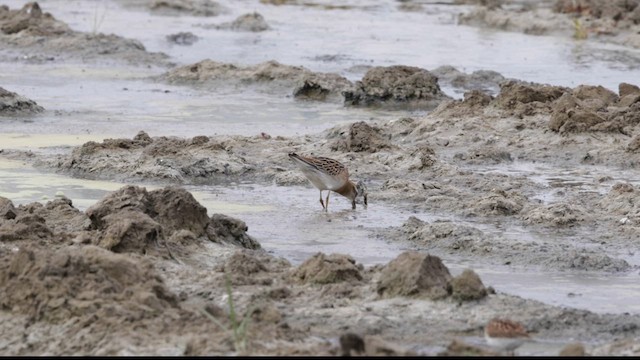 Sharp-tailed Sandpiper - ML623627053