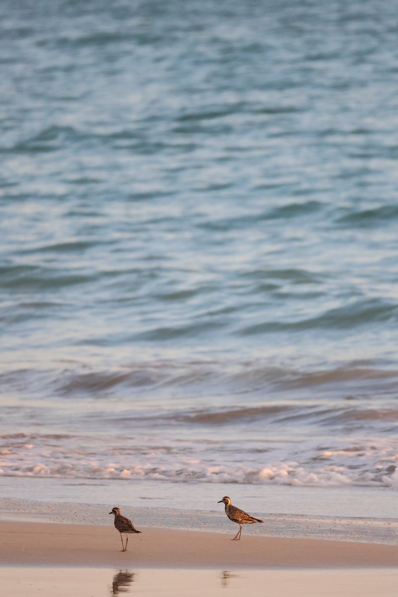 Pacific Golden-Plover - ML623627059