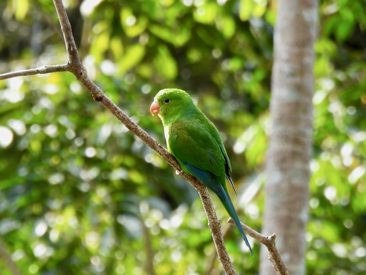 Plain Parakeet - ML623627067