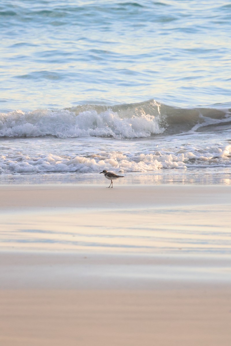 Greater Sand-Plover - ML623627075