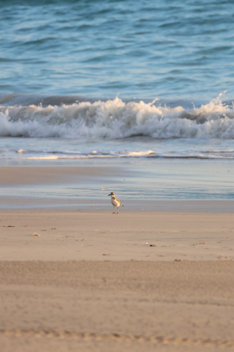 Greater Sand-Plover - ML623627076