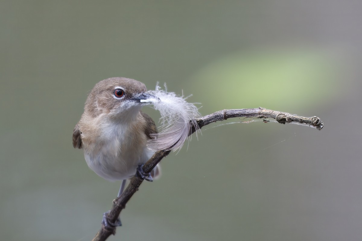 Large-billed Gerygone - ML623627099