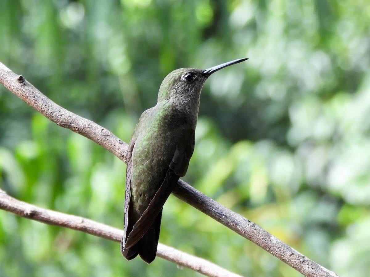 Sombre Hummingbird - ML623627107