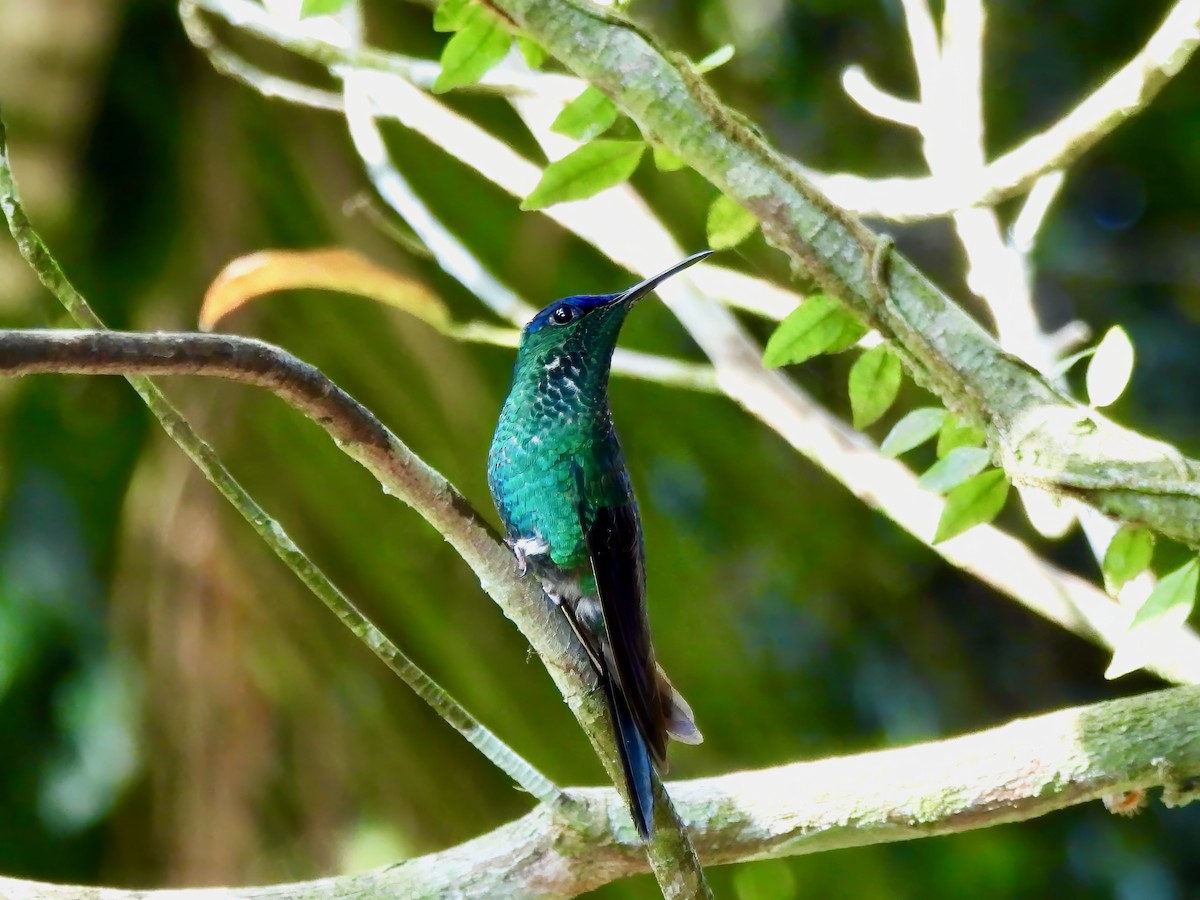 Violet-capped Woodnymph - ML623627109