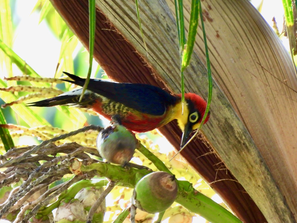 Yellow-fronted Woodpecker - ML623627112