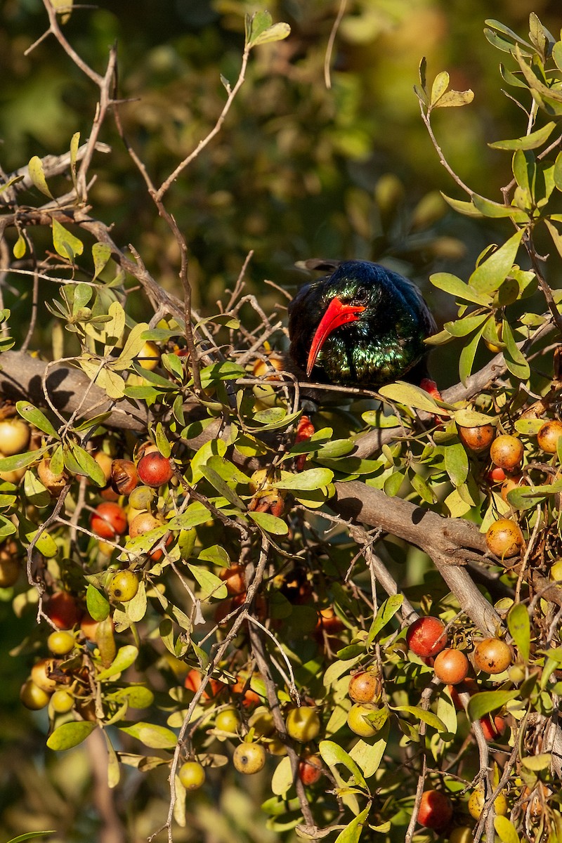 Green Woodhoopoe - ML623627115