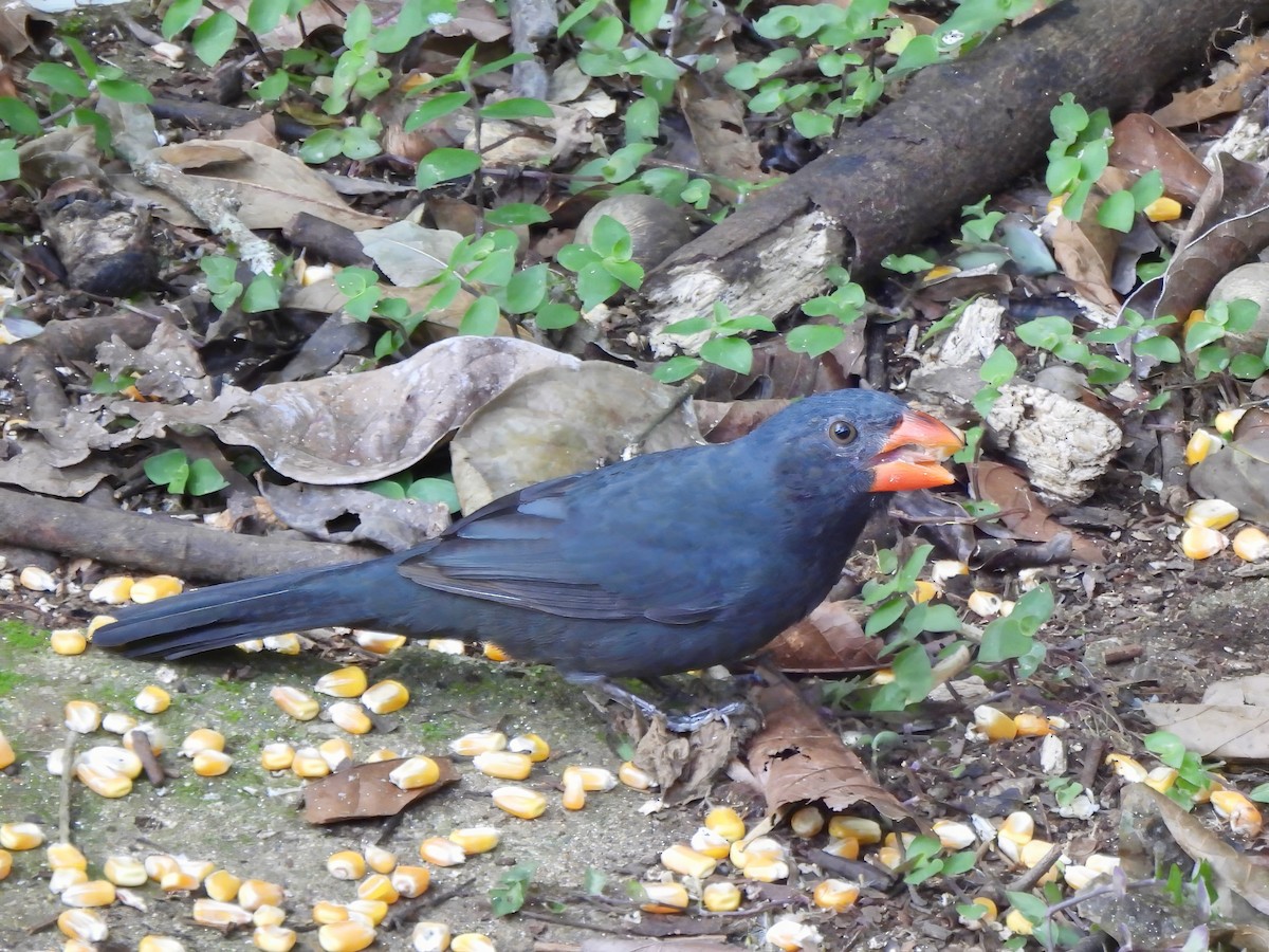 Black-throated Grosbeak - ML623627116